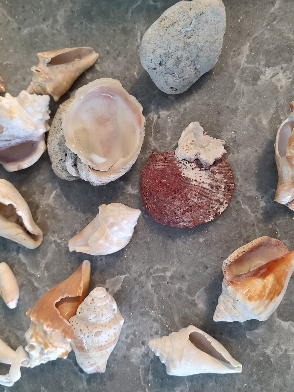 Unique Shells about 15 - Picture 3 of 11